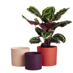 lex pott set 14cm koraalrood